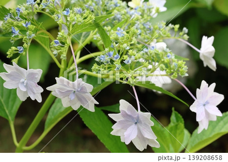 梅雨に咲く紫陽花 梅雨に咲く紫陽花 139208658