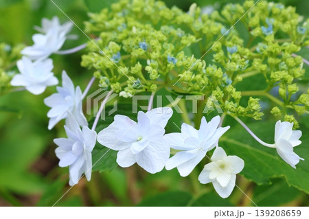 梅雨に咲く紫陽花 梅雨に咲く紫陽花 139208659