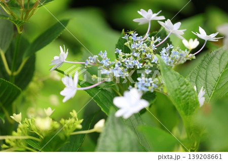 梅雨に咲く紫陽花 139208661