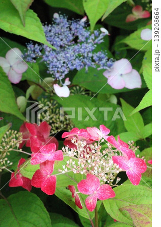 梅雨に咲く紫陽花 139208664
