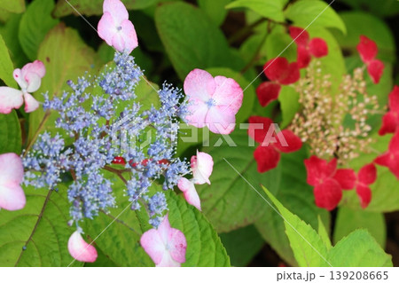梅雨に咲く紫陽花 139208665
