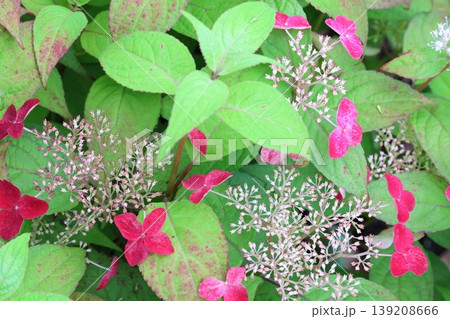 梅雨に咲く紫陽花 梅雨に咲く紫陽花 139208666