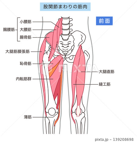 股関節まわりの筋肉(前面) 腸腰筋 内転筋群 大腿直筋 股関節まわりの筋肉(前面) 腸腰筋 内転筋群 大腿直筋 139208698