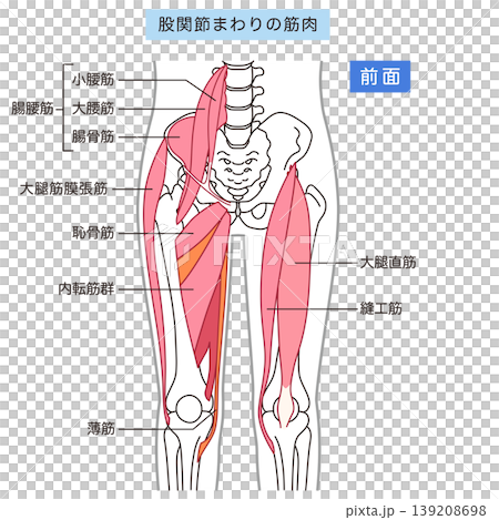 Muscles around the hip joint (anterior): Iliopsoas muscle, adductor muscles, rectus femoris muscle 139208698