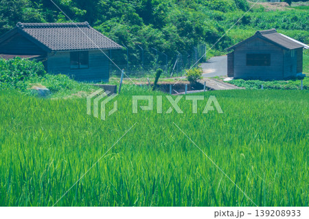 京都府京丹後市丹後町袖志で撮影した夏の日差しが眩しい棚田を撮影 139208933