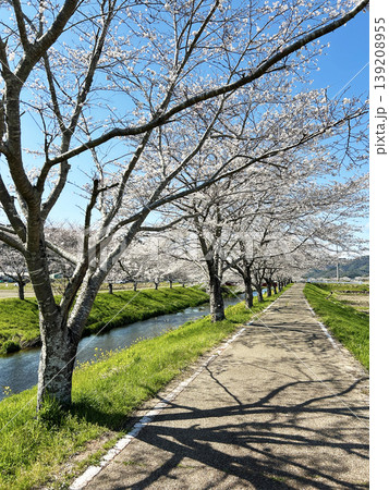 桜咲く土手と青空 桜咲く土手と青空 139208955
