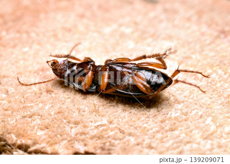 The ground beetle, also known as the earth beetle. 139209071