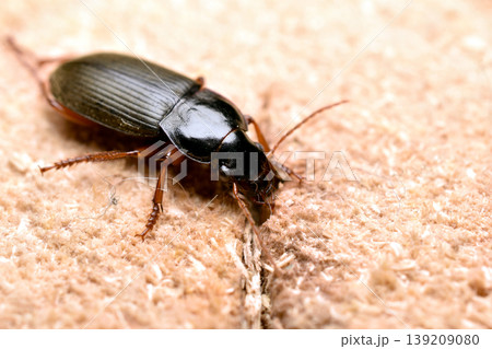 The ground beetle Harpalus rufipes, also known as the ground beetle. 139209080