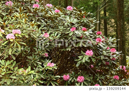 森林の中のシャクナゲの花 139209144