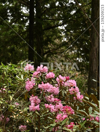 山間の中のシャクナゲの花 139209153