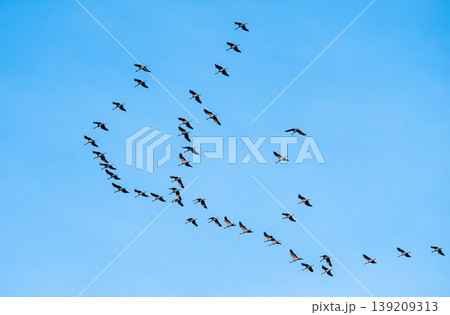 Flock of cranes 139209313