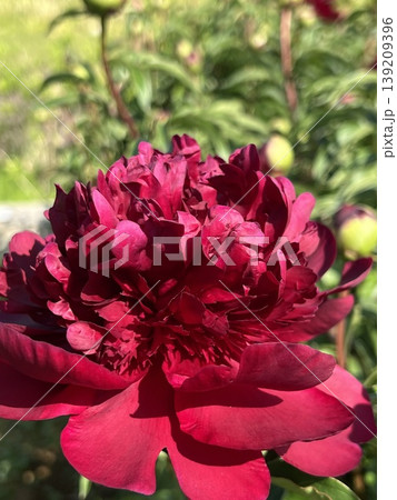 赤い牡丹の花、一輪の紅いボタンの花 赤い牡丹の花、一輪の紅いボタンの花 139209396