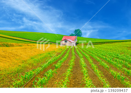 赤い屋根の小屋 赤い屋根の小屋 139209437