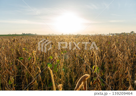 Soybean plants stand tall in a field as the sun rises. Light shines across the landscape, signaling a new day in the countryside Soybean plants stand tall in a field as the sun rises. Light shines across the landscape, signaling a new day in the countryside 139209464