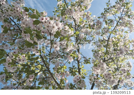 青空に広がる満開の桜と新緑の春らしい花景色 青空に広がる満開の桜と新緑の春らしい花景色 139209513