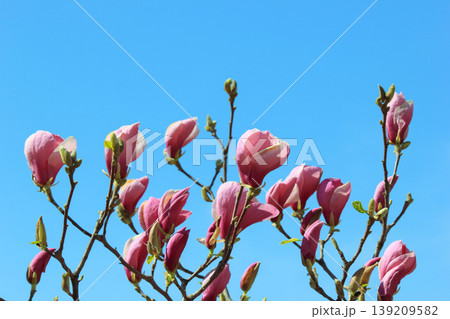 Beautiful pink saucer magnolia flowers blooming against a clear blue spring sky in a sunny garden Beautiful pink saucer magnolia flowers blooming against a clear blue spring sky in a sunny garden 139209582