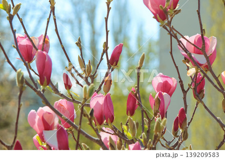 Blooming pink saucer magnolia flowers and buds on branches in a sunny spring garden close up view 139209583