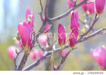 Close up of beautiful pink saucer magnolia flower buds blooming in a sunny spring garden scene Close up of beautiful pink saucer magnolia flower buds blooming in a sunny spring garden scene 139209584