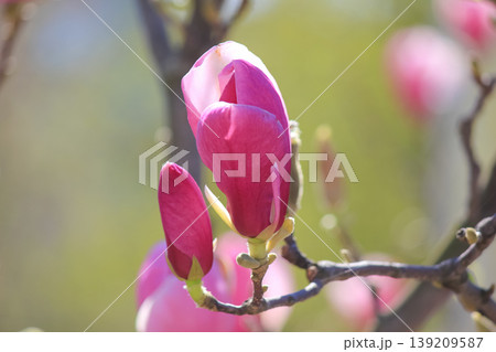 Close up of beautiful pink saucer magnolia flower buds blooming in a sunny spring garden scene Close up of beautiful pink saucer magnolia flower buds blooming in a sunny spring garden scene 139209587