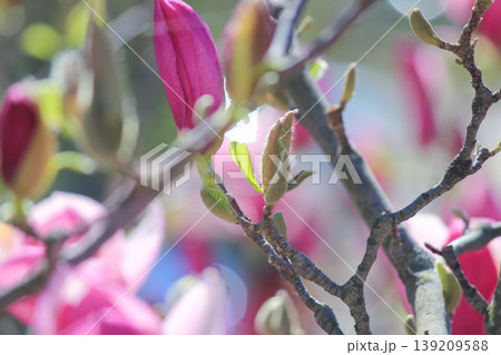Close up of beautiful pink saucer magnolia flower buds blooming in a sunny spring garden scene Close up of beautiful pink saucer magnolia flower buds blooming in a sunny spring garden scene 139209588