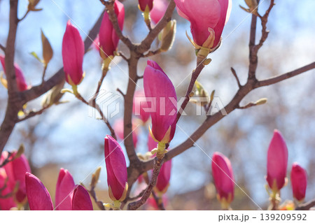 Group of vibrant pink saucer magnolia flower buds blooming on branches in a sunny spring garden scene Group of vibrant pink saucer magnolia flower buds blooming on branches in a sunny spring garden scene 139209592