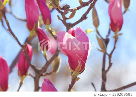 Group of vibrant pink saucer magnolia flower buds blooming on branches in a sunny spring garden scene Group of vibrant pink saucer magnolia flower buds blooming on branches in a sunny spring garden scene 139209593