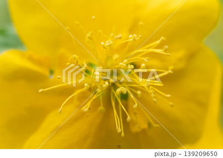 鮮やかな黄色い花の花弁の極致的なクローズアップ 139209650