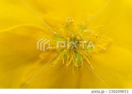 鮮やかな黄色い花の花弁の極致的なクローズアップ 139209651