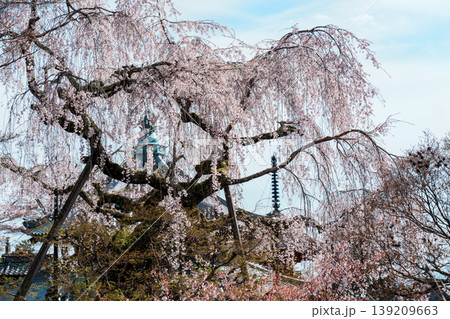 善峯寺 桂昌院お手植えのしだれ桜 善峯寺 桂昌院お手植えのしだれ桜 139209663