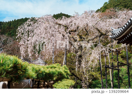 善峯寺 桂昌院お手植えのしだれ桜 善峯寺 桂昌院お手植えのしだれ桜 139209664