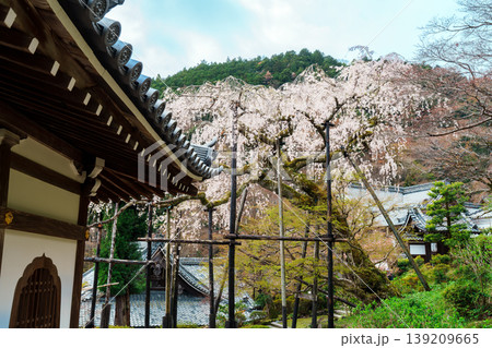 善峯寺　桂昌院お手植えのしだれ桜 139209665