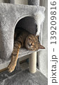 キャットタワーでくつろぐキジトラ猫 139209816