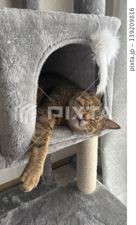 キャットタワーでくつろぐキジトラ猫 139209816