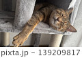 キャットタワーでくつろぐキジトラ猫 139209817