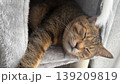 キャットタワーでくつろぐキジトラ猫 139209819