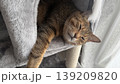 キャットタワーでくつろぐキジトラ猫 139209820
