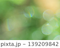 木漏れ日　ボケ素材 139209842