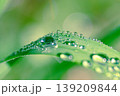 雨上がり　葉に乗る雫 139209844