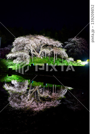 中島の地蔵桜 139209852