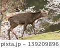奈良公園の鹿 139209896