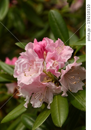 シャクナゲの花 シャクナゲの花 139210110