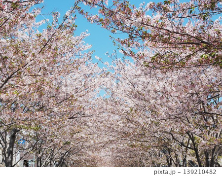 神奈川県 満開になった段葛の桜並木 4月 神奈川県 満開になった段葛の桜並木 4月 139210482