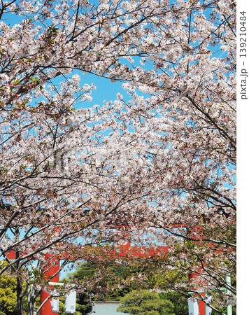 神奈川県　鶴岡八幡宮　三の鳥居と桜　4月 139210484