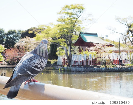 神奈川県 鶴岡八幡宮のハトと旗上弁財天 4月 神奈川県 鶴岡八幡宮のハトと旗上弁財天 4月 139210489