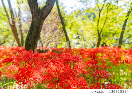 (埼玉県日高市)巾着田曼珠沙華公園の彼岸花 (埼玉県日高市)巾着田曼珠沙華公園の彼岸花 139210554