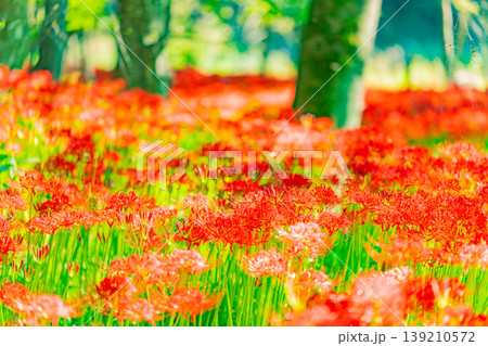 （埼玉県日高市）巾着田曼珠沙華公園の彼岸花 139210572