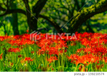 （埼玉県日高市）巾着田曼珠沙華公園の彼岸花 139210574