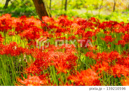 （埼玉県日高市）巾着田曼珠沙華公園の彼岸花 139210596