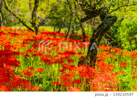 （埼玉県日高市）巾着田曼珠沙華公園の彼岸花 139210597