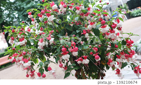 Hanging Fuchsia Flowers in Bloom Hanging Fuchsia Flowers in Bloom 139210674